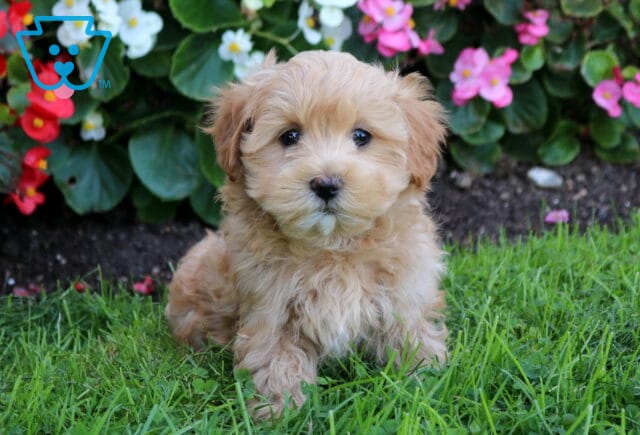 Bear Maltipoo image