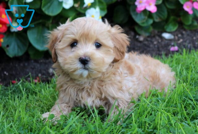 Bear Maltipoo2 image