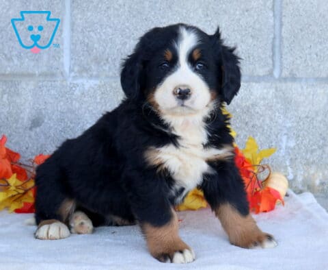 Becca Bernese Mtn Dog