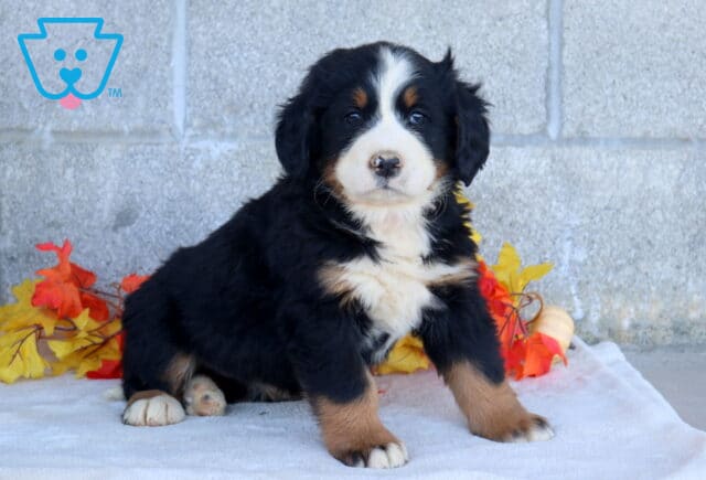 Becca Bernese Mtn Dog image