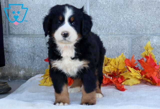 Becca Bernese Mtn Dog2 image