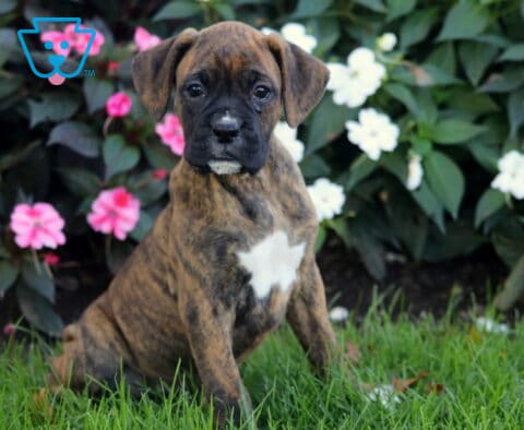 Becca, a beautiful brindle Boxer puppy with a bold white chest marking and expressive dark eyes, sitting upright on lush grass in front of pink and white flowers in Oxford, PA.