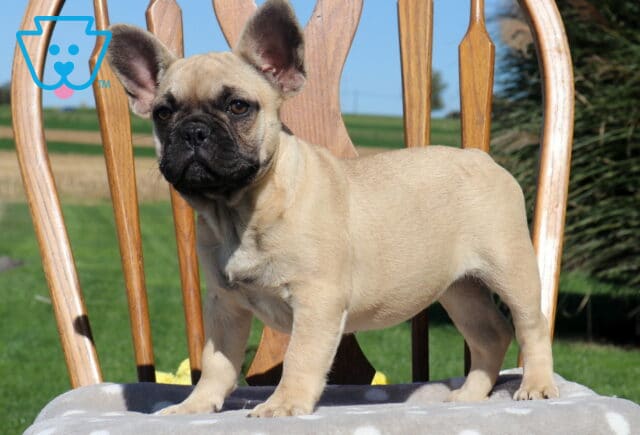 Becca, a fawn French Bulldog puppy with a black facial mask, large upright ears, and a sturdy build, standing confidently on a cushioned wooden chair outdoors in Holtwood, PA. image