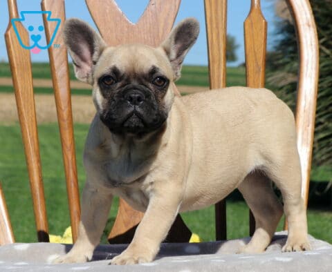 Becca, an adorable fawn French Bulldog puppy with expressive brown eyes and a black muzzle, standing on a padded wooden chair with her ears perked up in Holtwood, PA.