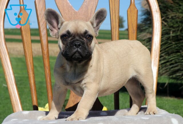 Becca, an adorable fawn French Bulldog puppy with expressive brown eyes and a black muzzle, standing on a padded wooden chair with her ears perked up in Holtwood, PA. image