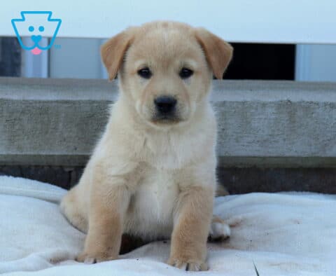 Bee Akita Mix