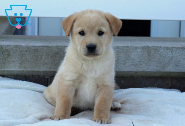 Bee Akita Mix image