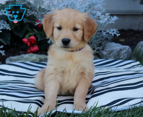 Bell Golden