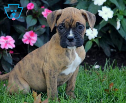 Bella Boxer