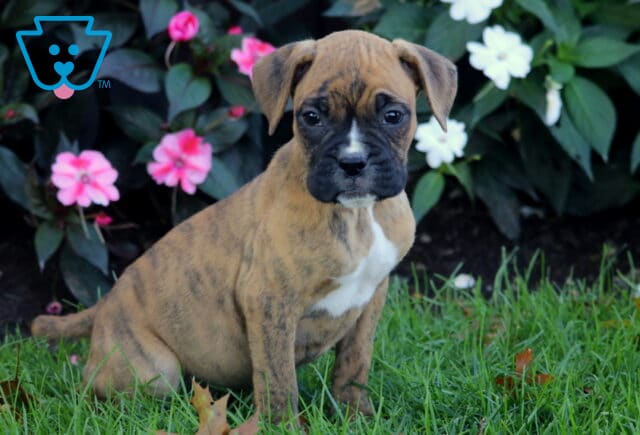 Bella Boxer image