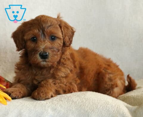Benji Mini Whoodle