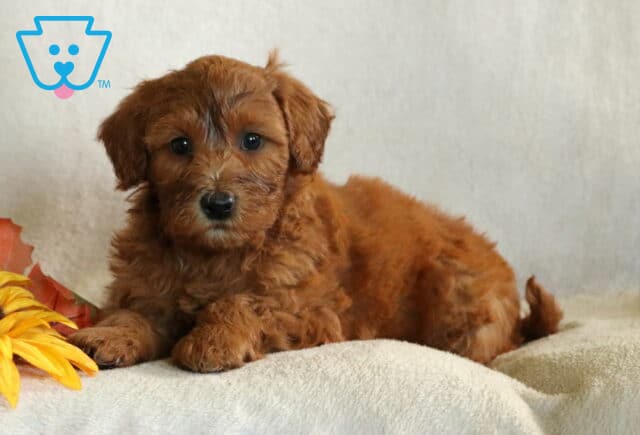 Benji Mini Whoodle image