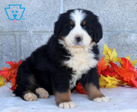 Benny Bernese Mtn Dog