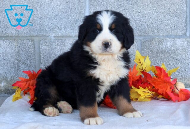 Benny Bernese Mtn Dog image
