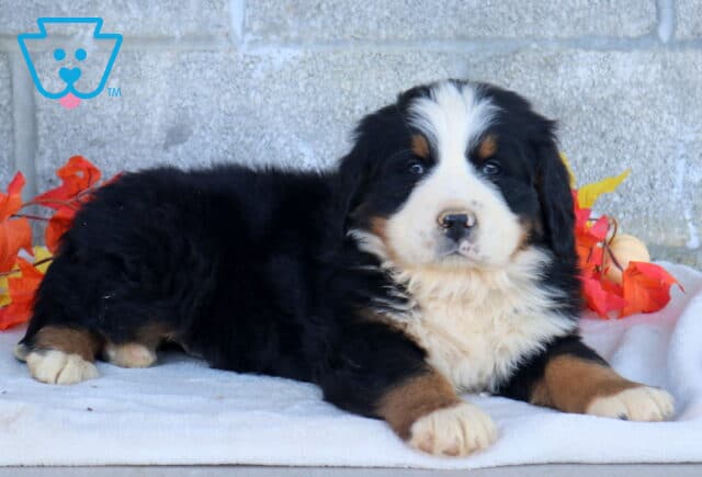 Benny Bernese Mtn Dog2 image