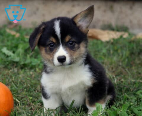 Benny Corgi