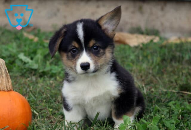 Benny Corgi image