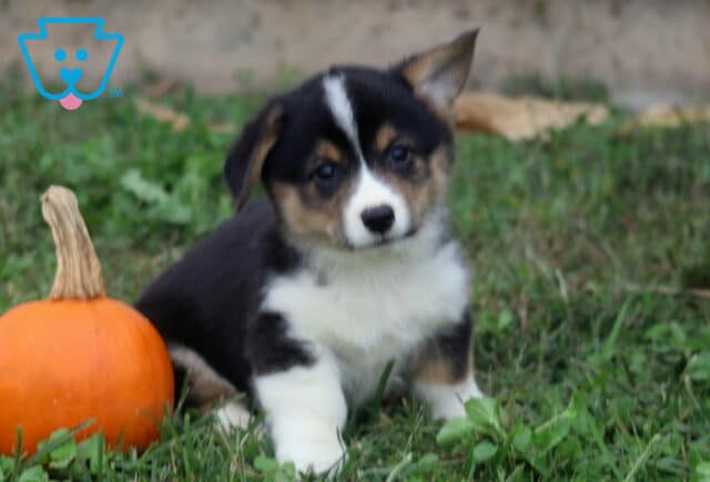 Benny Corgi2 image
