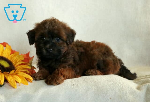 Benny Mini Whoodle image