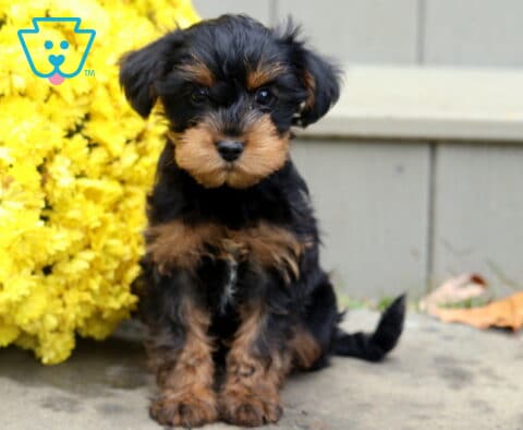 Bentley Yorkie Mix