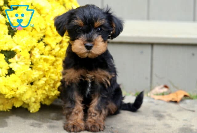 Bentley Yorkie Mix image