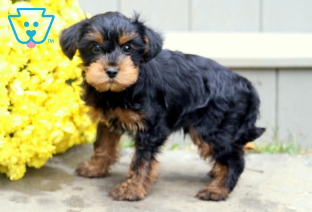 Bentley Yorkie Mix2 image