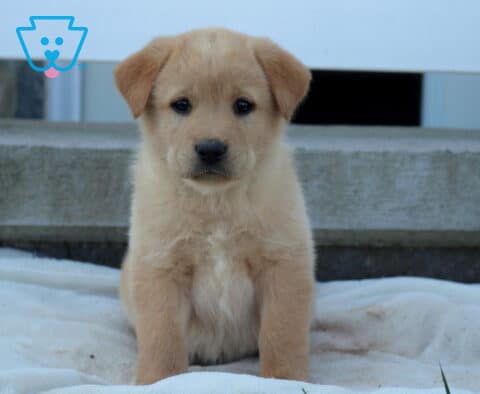 Betty Akita Mix
