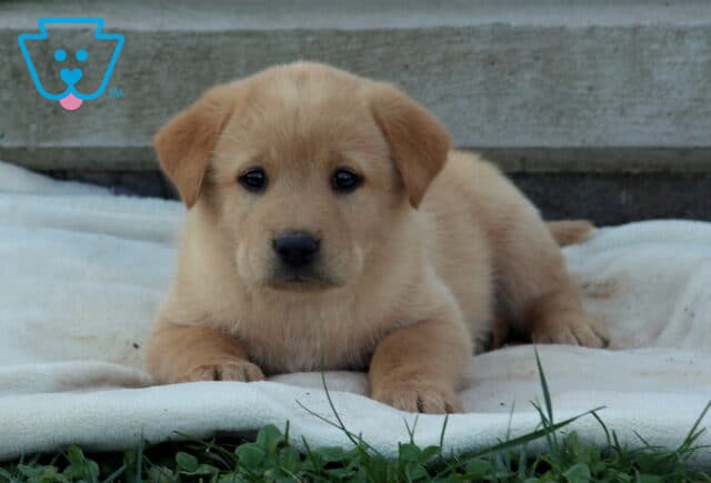 Betty Akita Mix2 image
