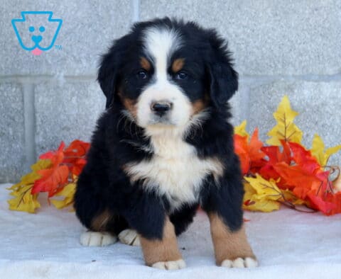Billy Bernese Mtn Dog