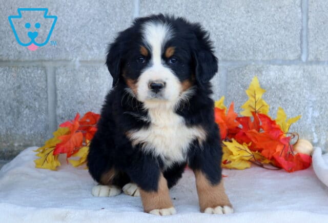 Billy Bernese Mtn Dog image