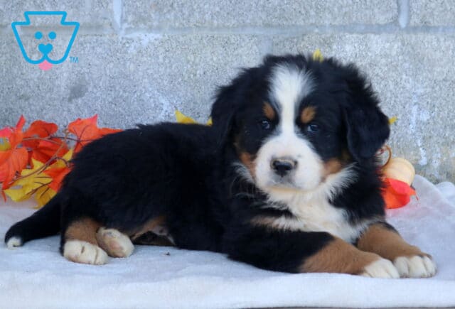 Billy Bernese Mtn Dog2 image