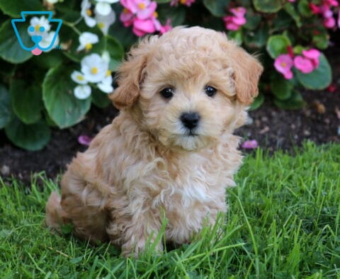 Billy Maltipoo