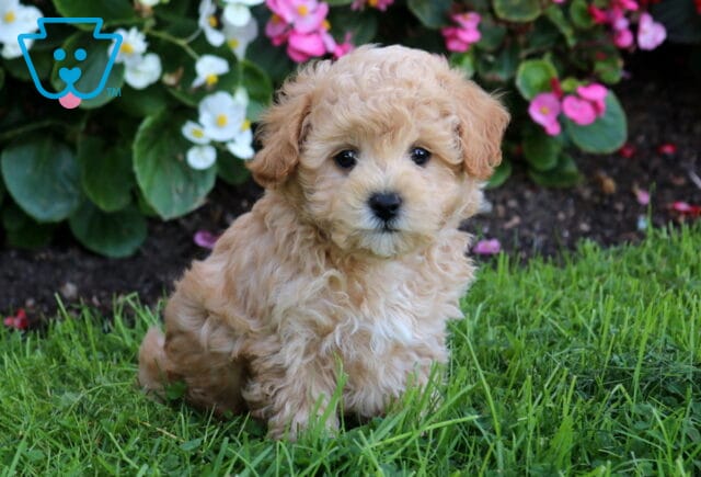 Billy Maltipoo image