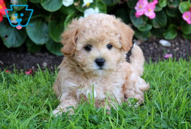 Billy Maltipoo2 image