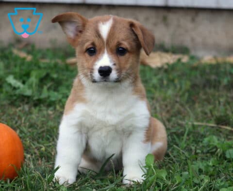 Blake Corgi