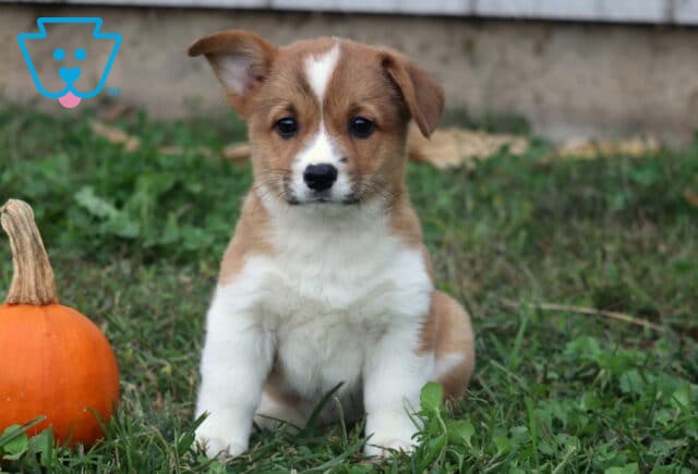 Blake Corgi image