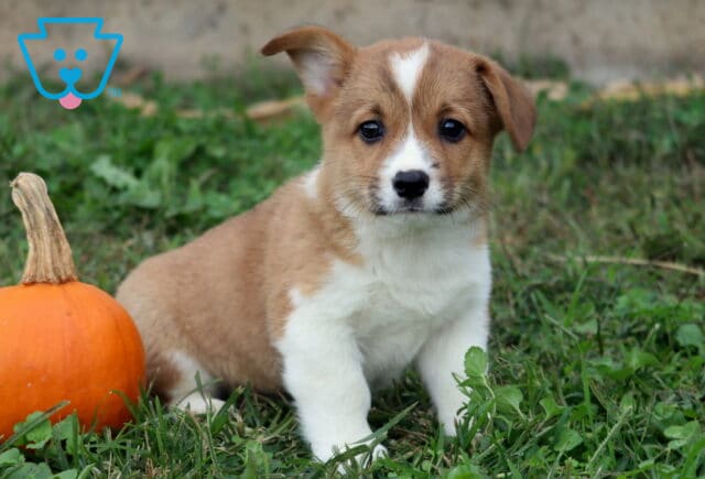 Blake Corgi2 image