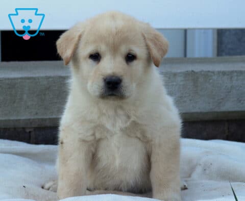 Blossom Akita Mix