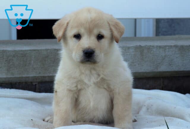 Blossom Akita Mix image