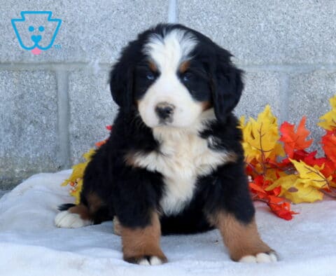 Blossom Bernese Mtn Dog