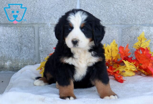 Blossom Bernese Mtn Dog image