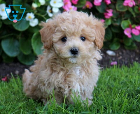 Blu Maltipoo