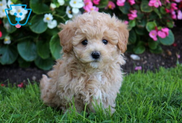 Blu Maltipoo image