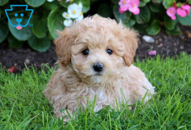 Blu Maltipoo2 image