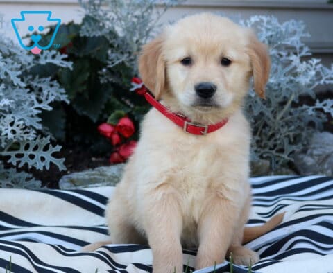 Boots Golden