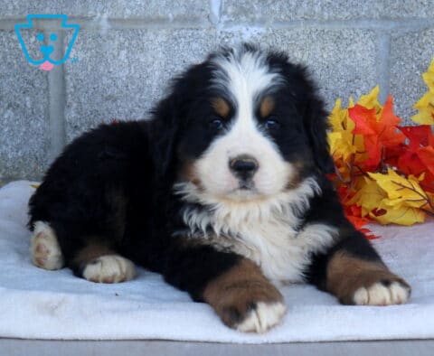 Boris Bernese Mtn Dog