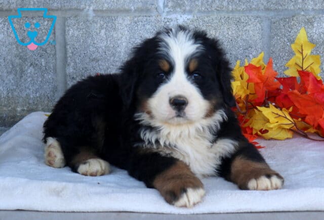 Boris Bernese Mtn Dog image