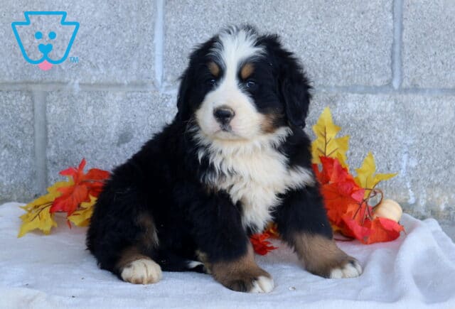 Boris Bernese Mtn Dog2 image