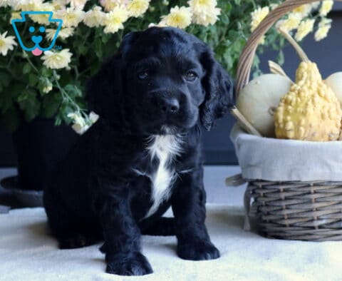 Boston Cocker