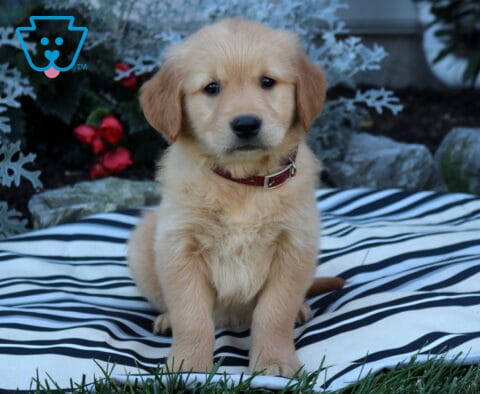 Boston Golden